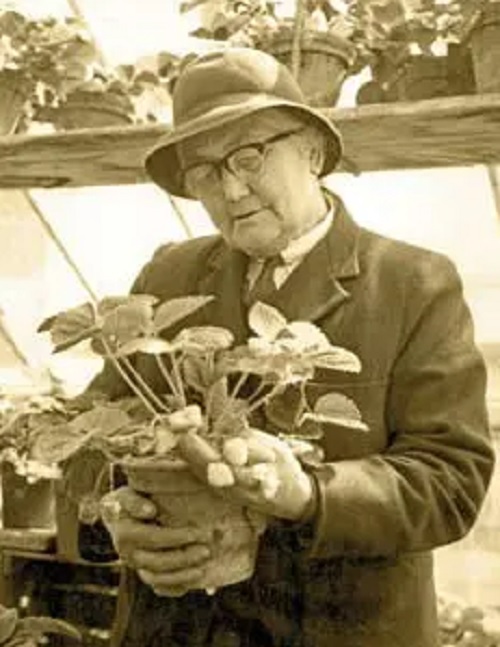 Beatrix Havergal 1951 admiring a prize Royal Sovereign strawberry plant